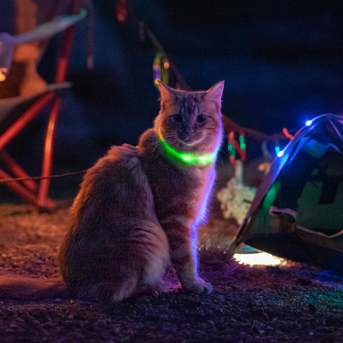 NiteMeow™ Rechargeable LED Safety Necklace - Disc-O Select™